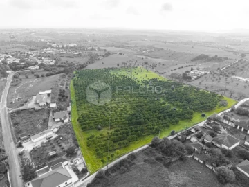 Terreno Agricola ou Rústico para Venda em Romeira e Várzea