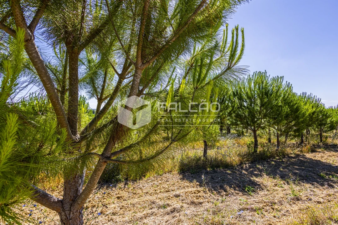 Terreno Agricola ou Rústico para Venda em Romeira e Várzea Foto 8