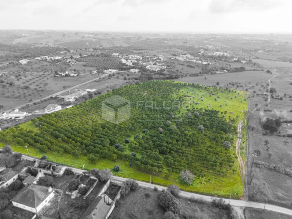 Terreno Agricola ou Rústico para Venda em Romeira e Várzea Foto 16