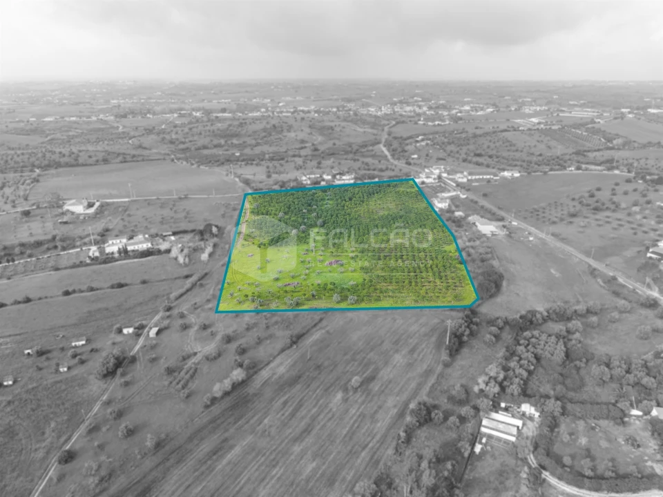 Terreno Agricola ou Rústico para Venda em Romeira e Várzea Foto 8