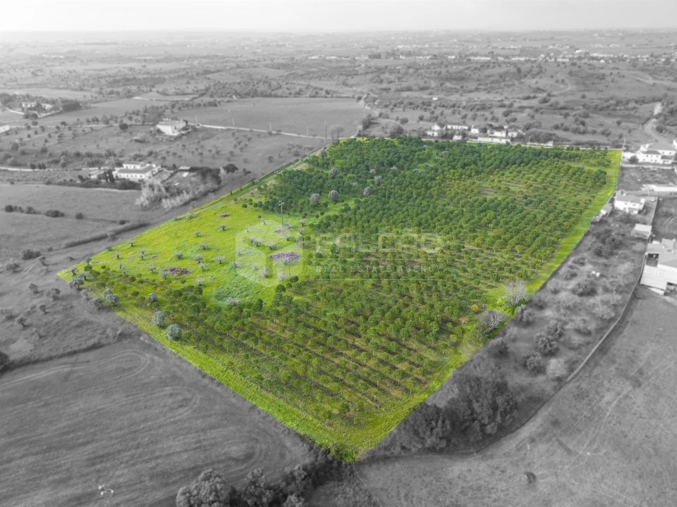 Terreno Agricola ou Rústico para Venda em Romeira e Várzea Foto 6