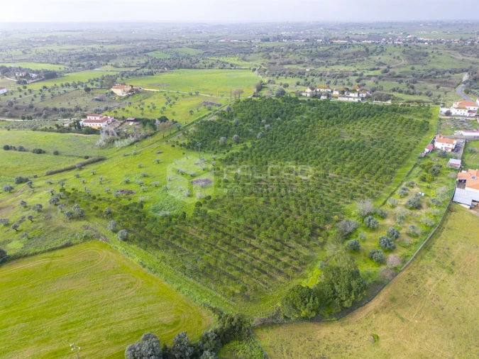 Terreno Agricola ou Rústico para Venda em Romeira e Várzea Foto 7