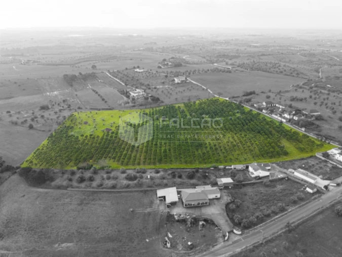 Terreno Agricola ou Rústico para Venda em Romeira e Várzea Foto 10