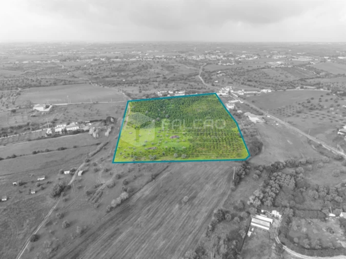 Terreno Agricola ou Rústico para Venda em Romeira e Várzea Foto 8