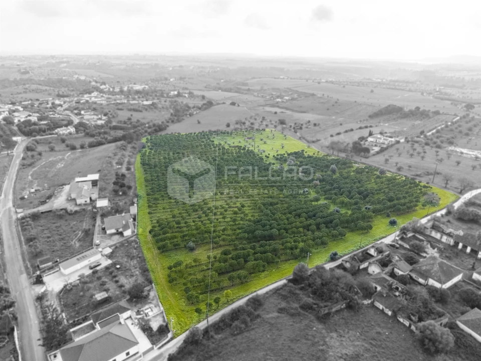 Terreno Agricola ou Rústico para Venda em Romeira e Várzea Foto 12