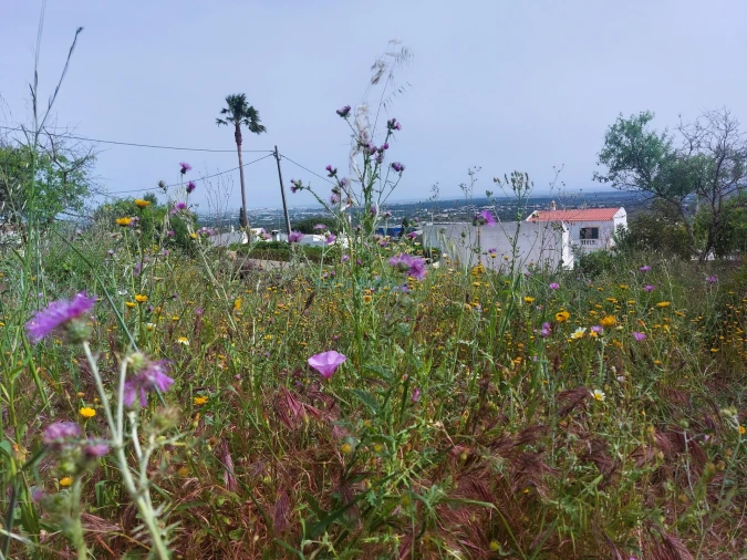 Terreno para Venda em Santa Barbara de Nexe Foto 11