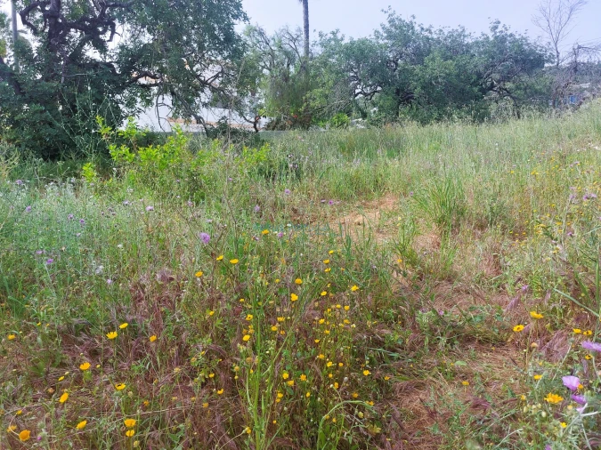 Terreno para Venda em Santa Barbara de Nexe Foto 12