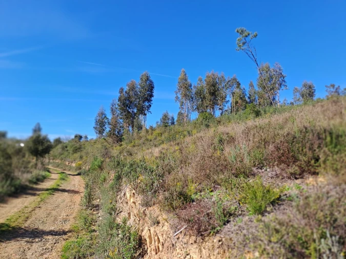 Terreno Agricola ou Rústico para Venda em Cardigos Foto 21