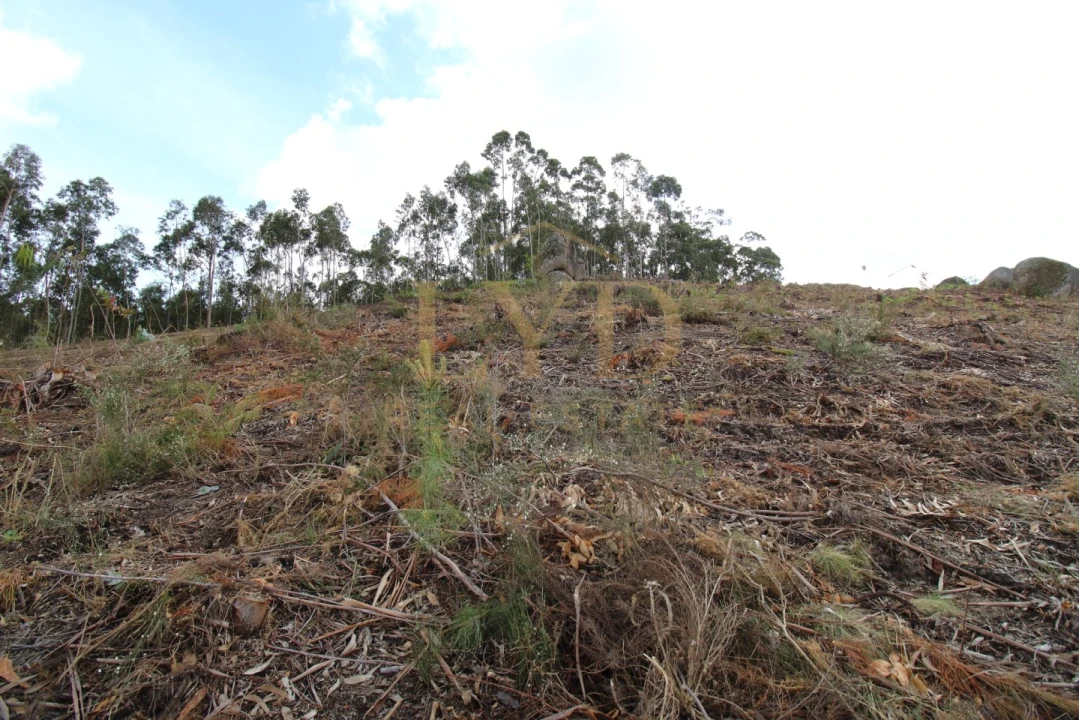 Terreno para Venda em Penafiel Foto 7