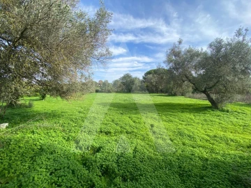 Terreno para Venda em Almancil