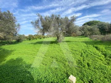 Terreno para Venda em Almancil