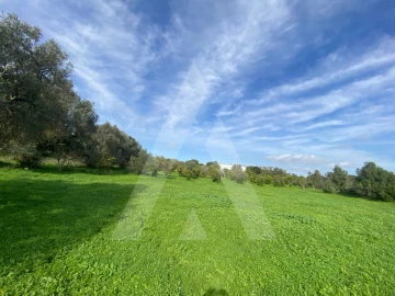 Terreno para Venda em Almancil