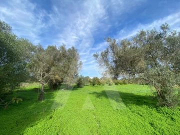 Terreno para Venda em Almancil