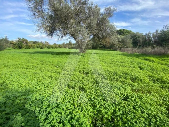 Terreno para Venda em Almancil Foto 6
