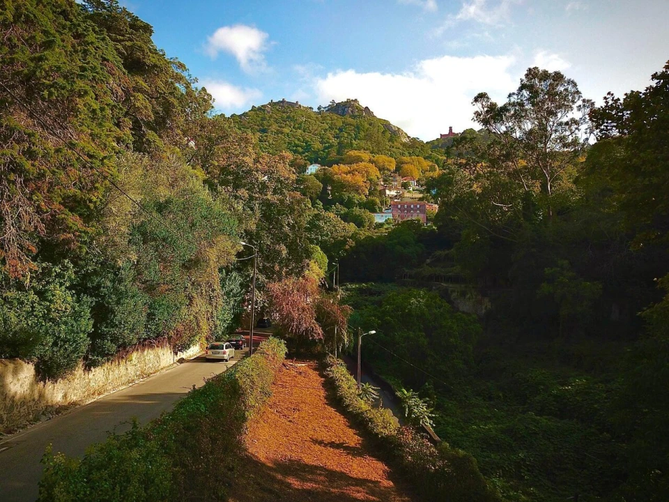 Terreno para Venda em Santa Maria e São Miguel, São Martinho, São Pedro Penaferrim Foto 14