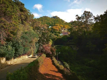 Terreno para Venda em Santa Maria e São Miguel, São Martinho, São Pedro Penaferrim