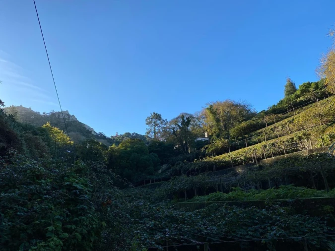 Terreno para Venda em Santa Maria e São Miguel, São Martinho, São Pedro Penaferrim Foto 7