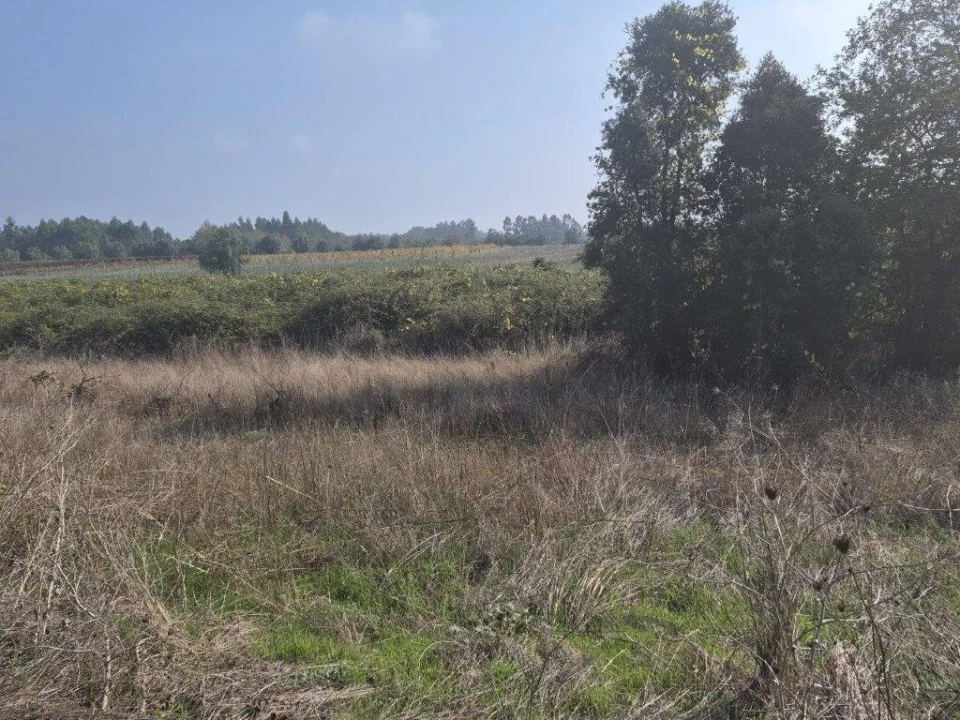 Terreno para Venda em São Lourenço do Bairro Foto 2