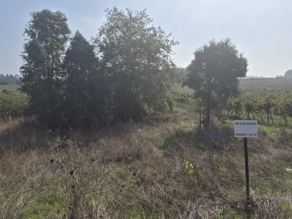 Terreno para Venda em São Lourenço do Bairro Foto 11