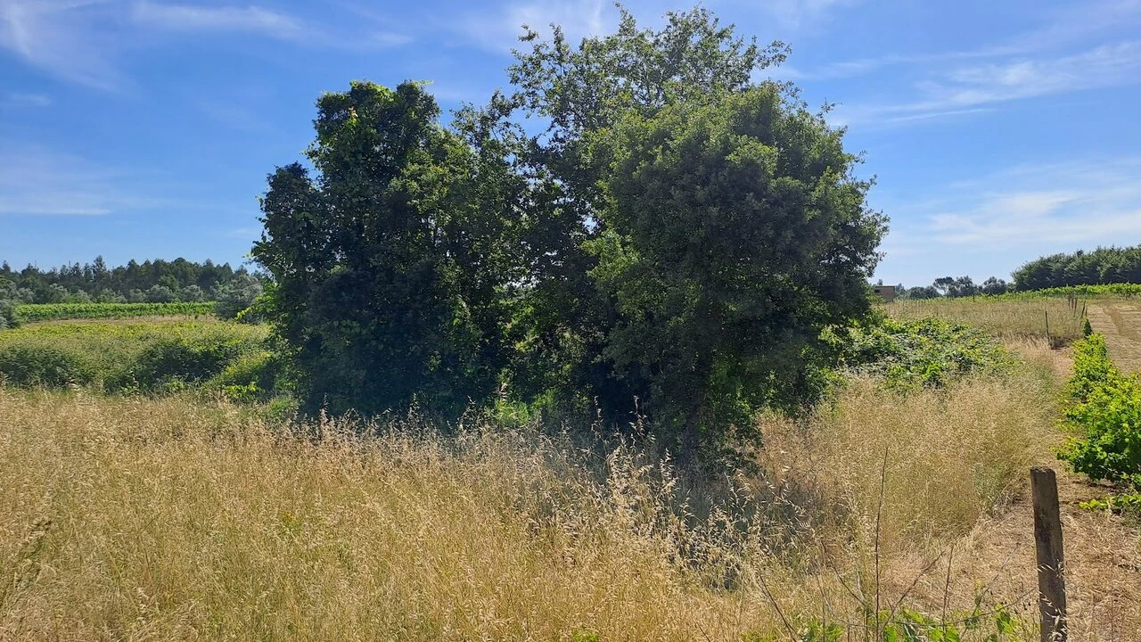 Terreno para Venda em São Lourenço do Bairro Foto 9