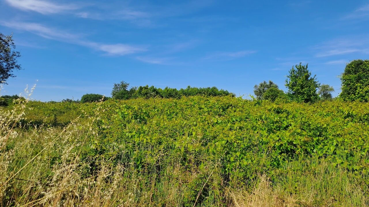 Terreno para Venda em São Lourenço do Bairro Foto 11