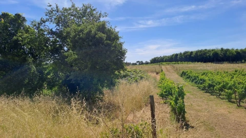 Terreno para Venda em São Lourenço do Bairro