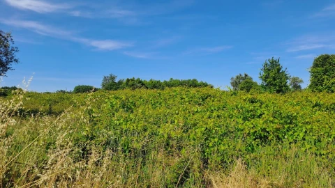 Terreno para Venda em São Lourenço do Bairro