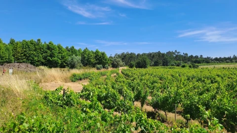 Terreno para Venda em São Lourenço do Bairro