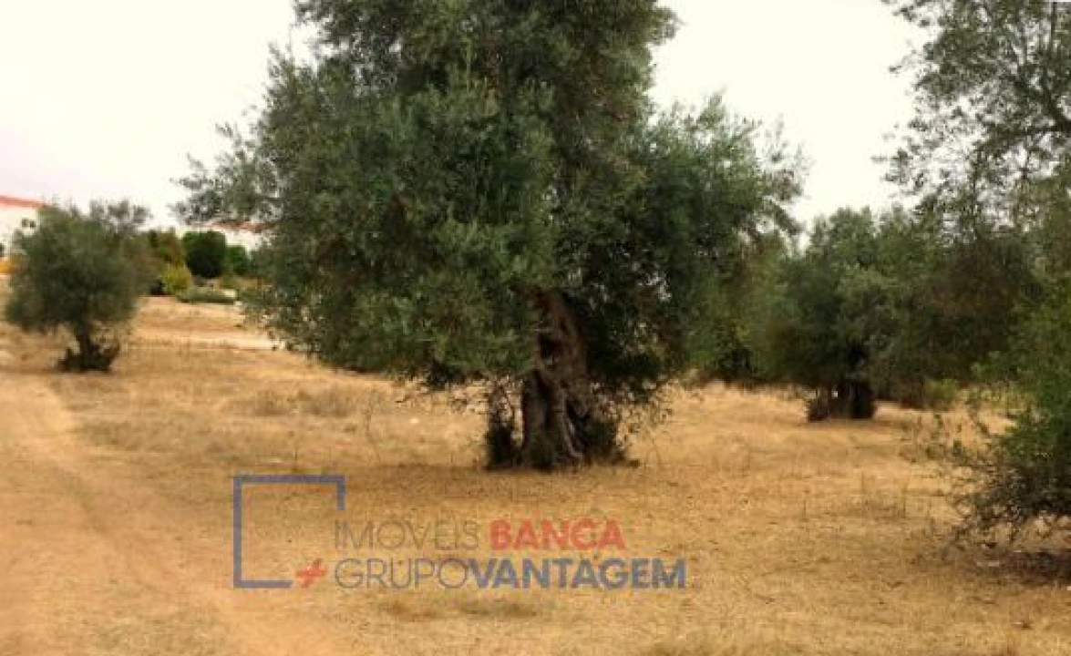 Terreno para Venda em Serpa (Salvador e Santa Maria) Foto 3