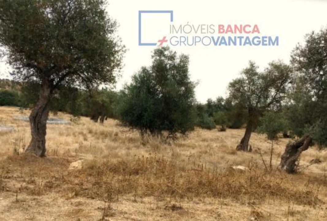 Terreno para Venda em Serpa (Salvador e Santa Maria) Foto 11