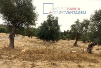 Terreno para Venda em Serpa (Salvador e Santa Maria)