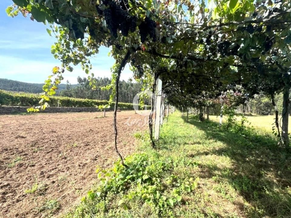 Terreno Agricola ou Rústico para Venda em Abade de Neiva Foto 2