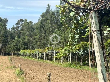 Terreno Agricola ou Rústico para Venda em Abade de Neiva