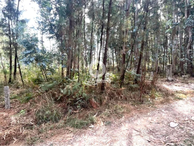 Terreno Agricola ou Rústico para Venda em Abade de Neiva Foto 5
