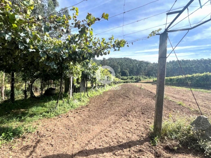 Terreno Agricola ou Rústico para Venda em Abade de Neiva Foto 9