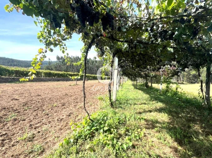 Terreno Agricola ou Rústico para Venda em Abade de Neiva Foto 2