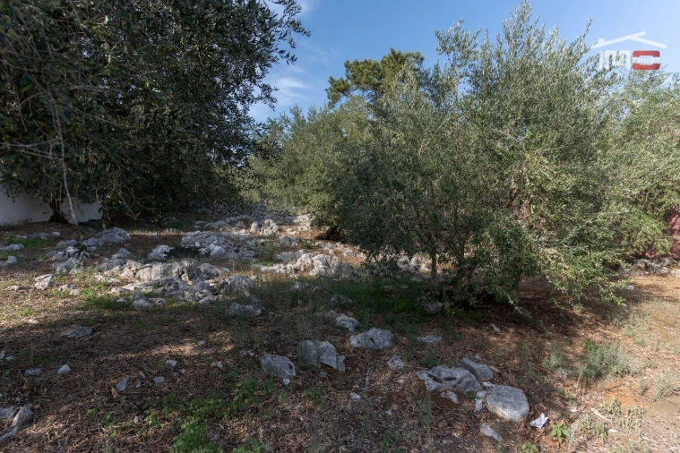 Terreno P/ Prédio para Venda em Mira de Aire Foto 5