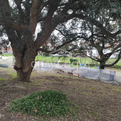 Terreno para Venda em Canelas Foto 6