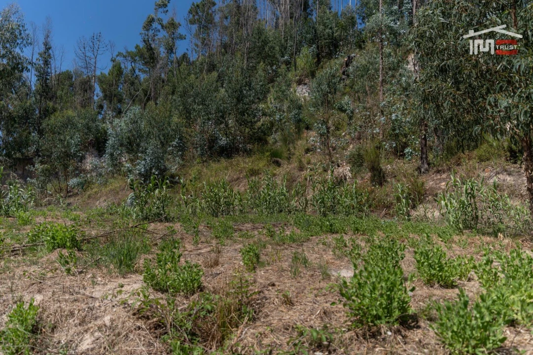 Terreno P/ Prédio para Venda em Caxarias Foto 12