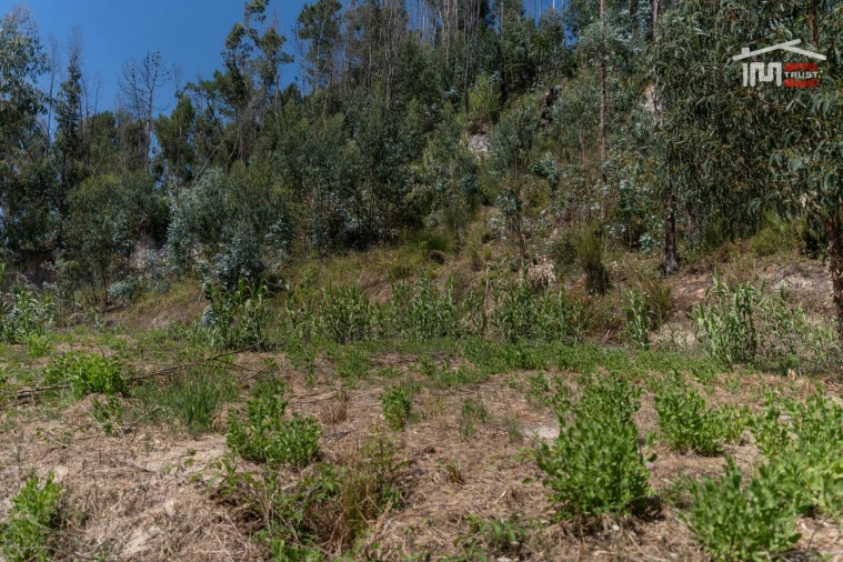 Terreno P/ Prédio para Venda em Caxarias Foto 12