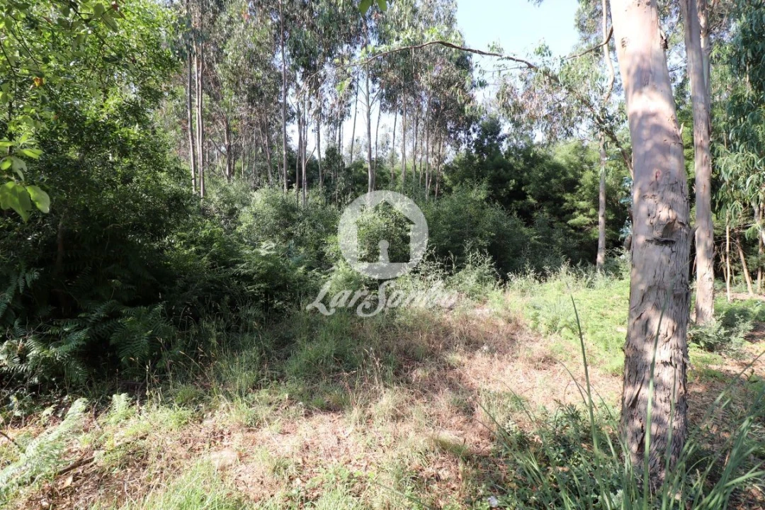 Terreno Agricola ou Rústico para Venda em Esmoriz Foto 6