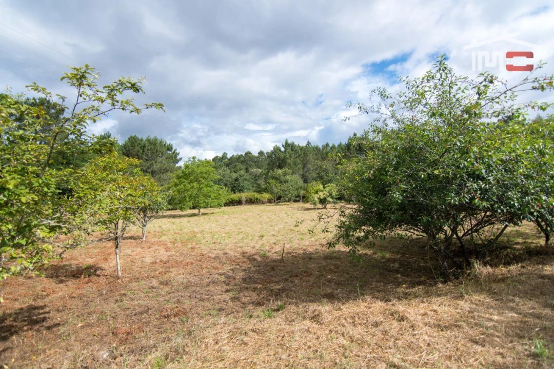 Terreno Agricola ou Rústico para Venda em São Mamede Foto 4