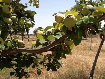 Terreno Misto para Venda em Mourão