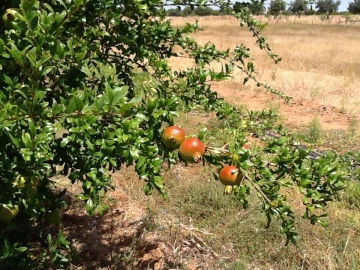 Terreno Misto para Venda em Mourão