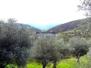 Terreno Agricola ou Rústico para Venda em Touça