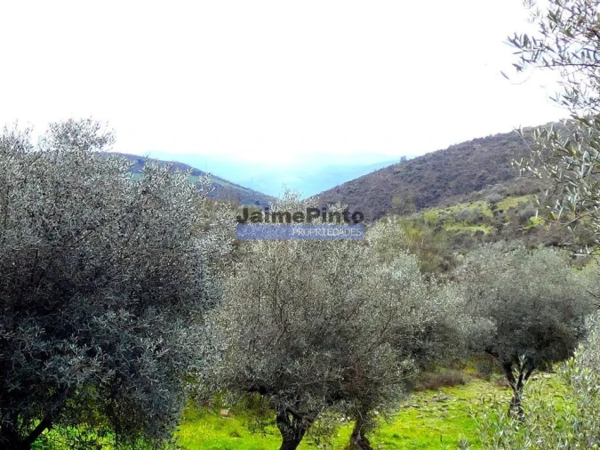 Terreno Agricola ou Rústico para Venda em Touça Foto 3