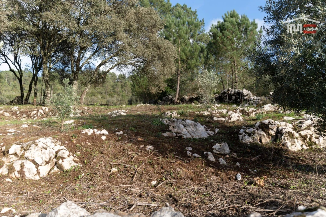 Terreno para Venda em São Mamede Foto 5
