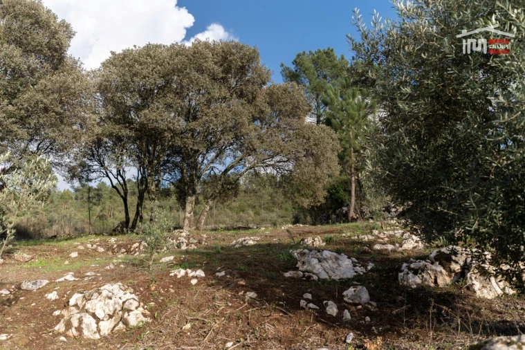 Terreno para Venda em São Mamede Foto 8