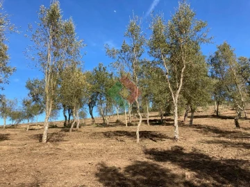 Terreno Agricola ou Rústico para Venda em São Salvador da Aramenha