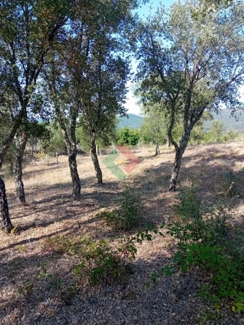 Terreno Agricola ou Rústico para Venda em São Salvador da Aramenha
